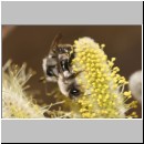 Andrena vaga - Weiden-Sandbiene 08.jpg